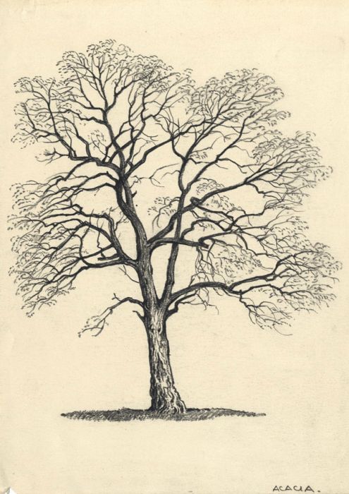 495x700 adrian hill - Acacia Tree Drawing