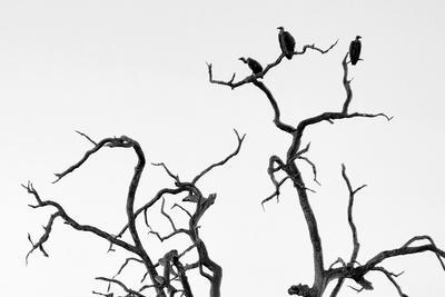 400x267 Awesome South Africa Collection Bampw - Acacia Tree Drawing