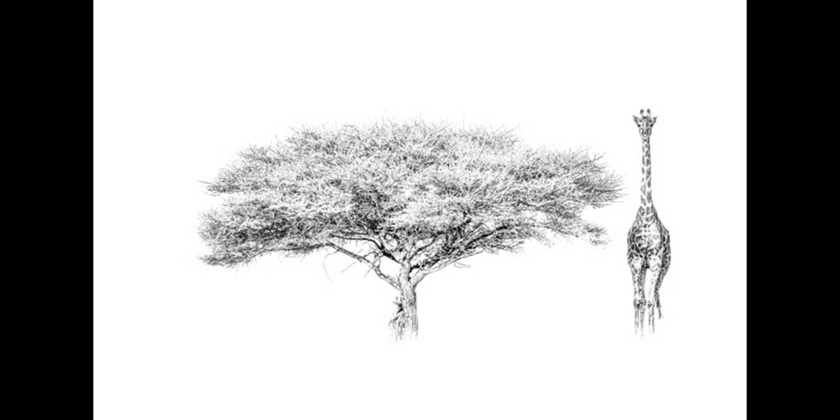 1224x613 Bw African Wildlife Image Of A Giraffe And Acacia Tree - Acacia Tree Drawing