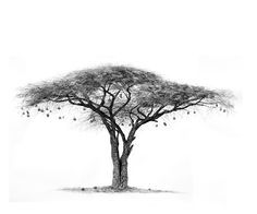 236x196 Charcoal Drawings - Acacia Tree Drawing