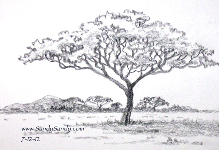 700x482 Drawing Everyday Drawing Plants And Animals - Acacia Tree Drawing