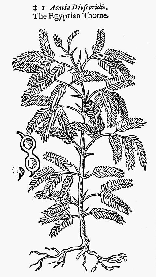 509x900 Egyptian Acacia Tree - Acacia Tree Drawing