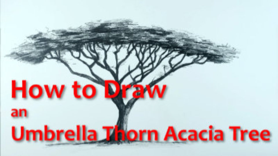 960x540 How To Draw An Umbrella Thorn Acacia Tree - Acacia Tree Drawing