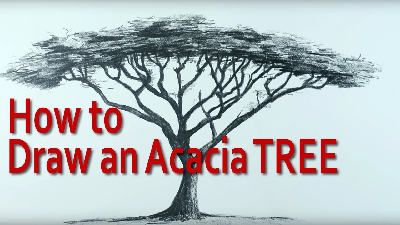 Acacia Tree Drawing at Explore collection of