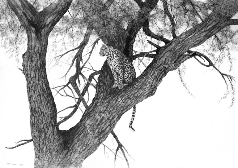 770x542 Leopard In Acacia Tree Drawing - Acacia Tree Drawing