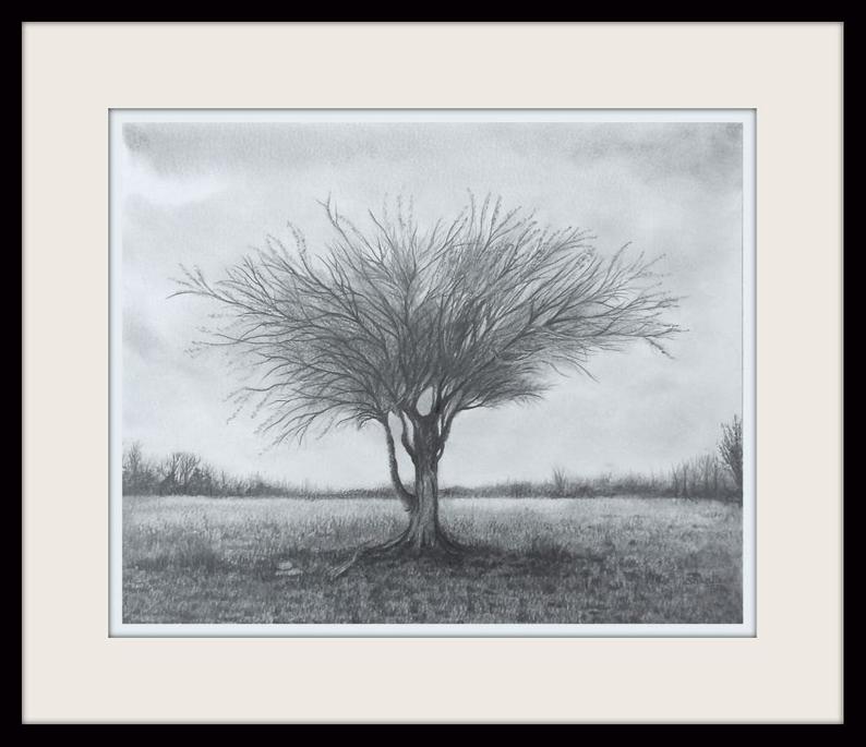794x685 Mulga Acacia Desert Tree Graphite Drawing Etsy - Acacia Tree Drawing