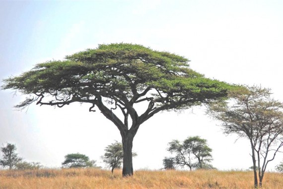 570x381 Photo Challenge Answered Acacia Tree In Tanzania Photolisticlife - Acacia Tree Drawing