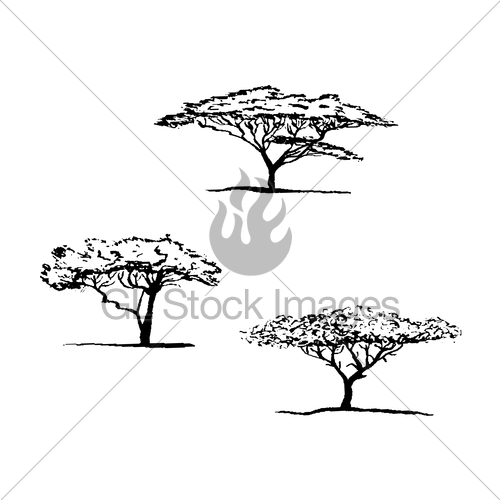 500x500 vector silhouette of acacia tree african tree gl stock images - Acacia Tree Drawing
