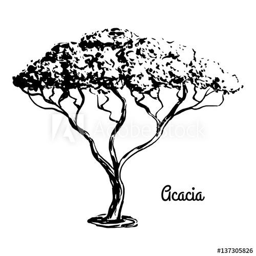 Acacia Tree Drawing at PaintingValley.com | Explore collection of ...
