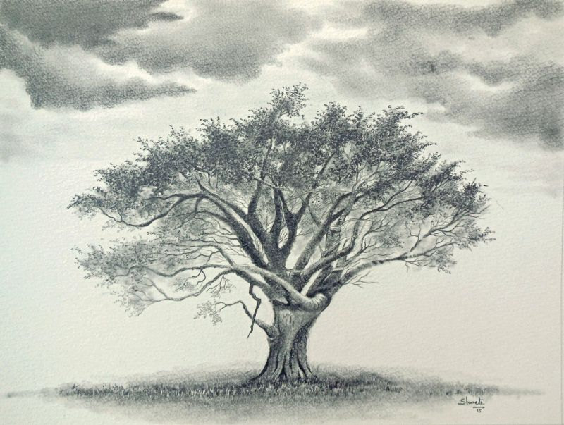 800x603 Whistling Thorn Acacia Tree Graphite Drawing Etsy - Acacia Tree Drawing