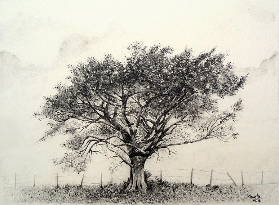 Acacia Tree Drawing at Explore collection of