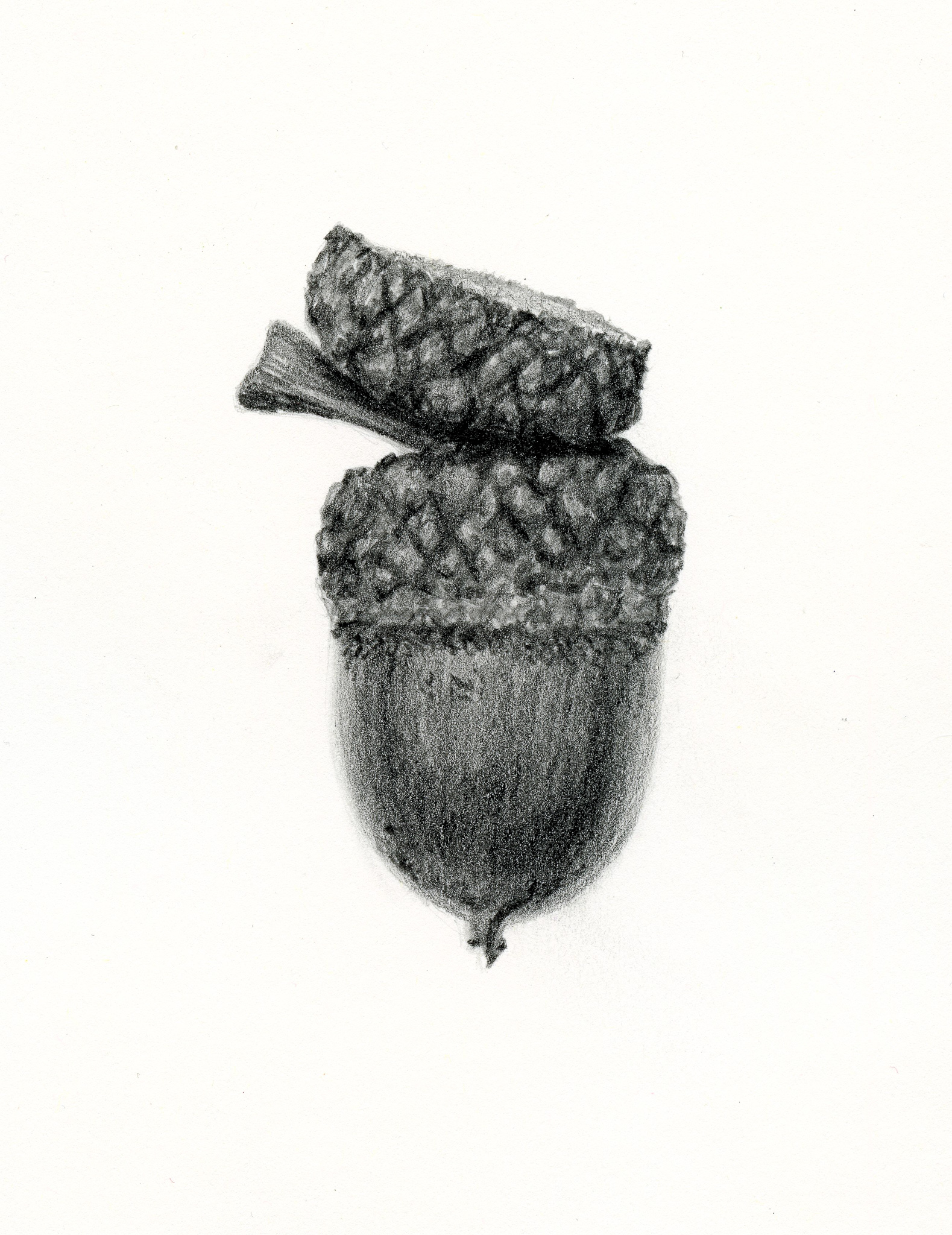 1579x2048 acorn drawing step - Acorn Drawing