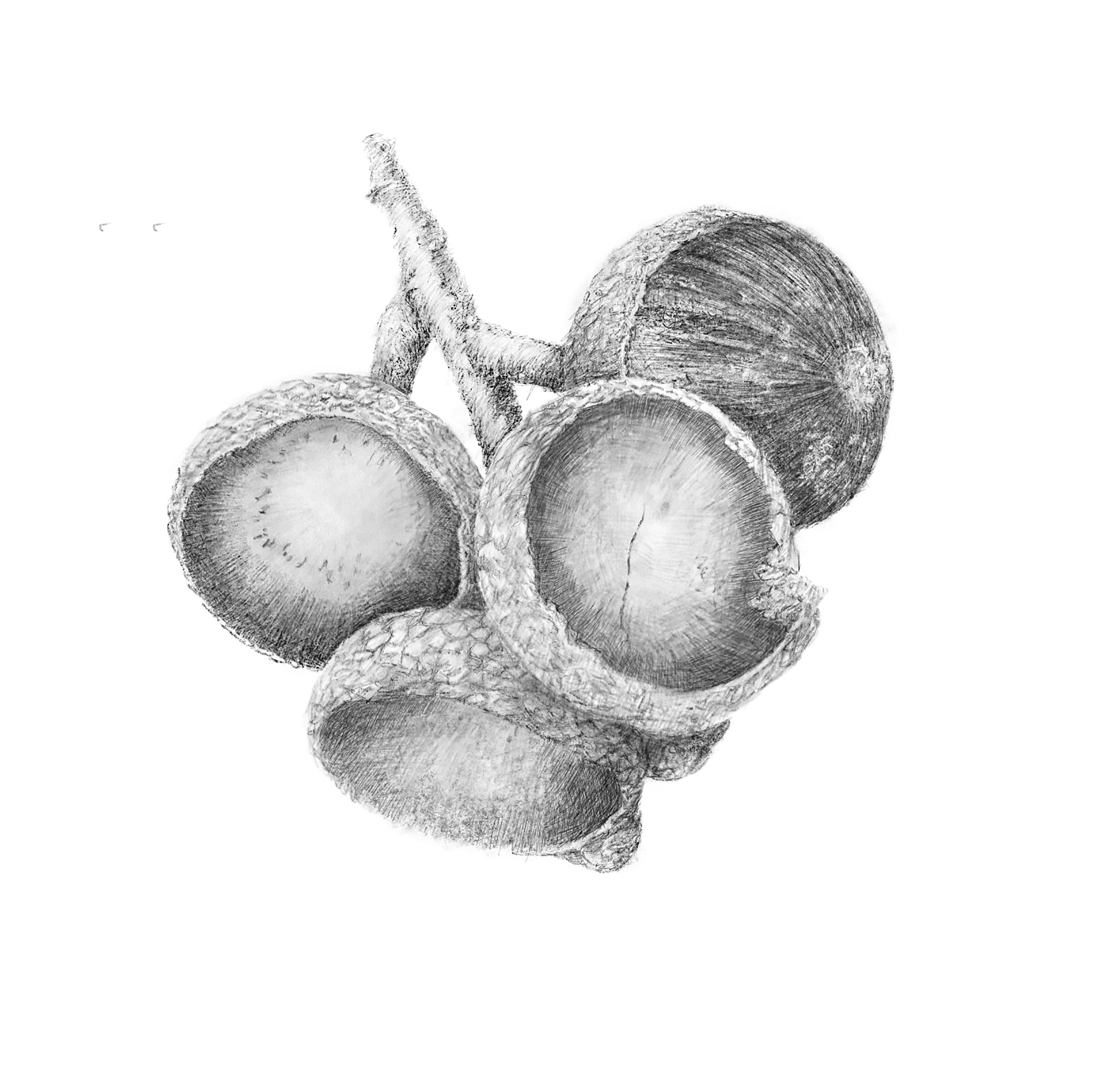 2466x2441 autumn acorns and paperlike drawing prints and research - Acorn Drawing