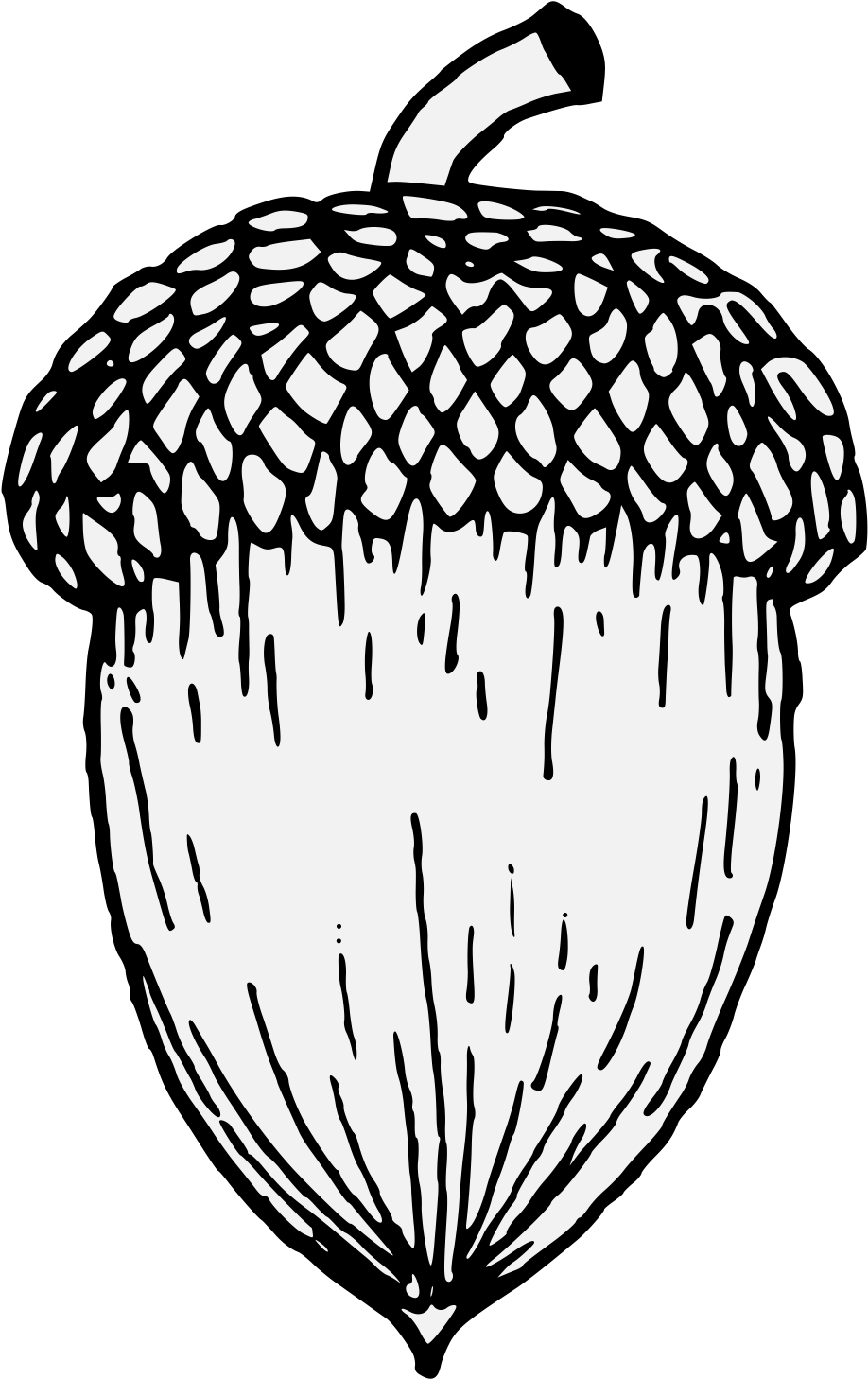 918x1458 download acorn - Acorn Drawing