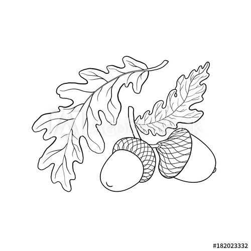500x500 hand drawn black and white oak leaf, branch and acorn, sketch - Acorn Drawing