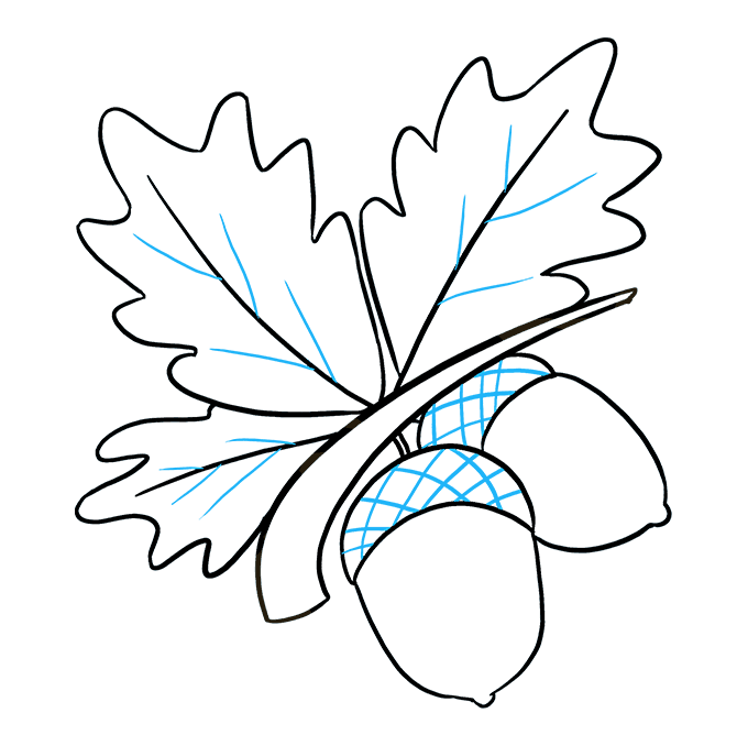 680x678 how to draw acorns - Acorn Drawing