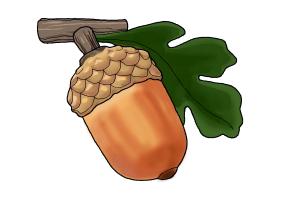 300x200 how to draw an acorn - Acorn Drawing