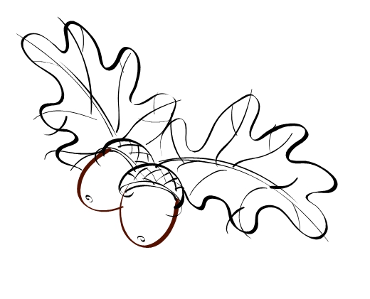 520x421 huge collection of 'acorn drawing' download more than images - Acorn Drawing