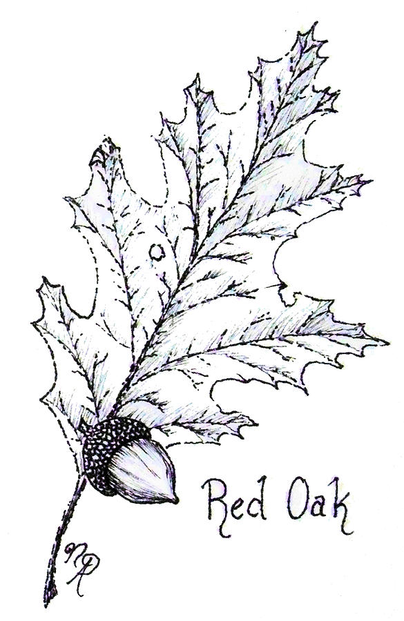 585x900 red oak leaf and acorn drawing - Acorn Drawing