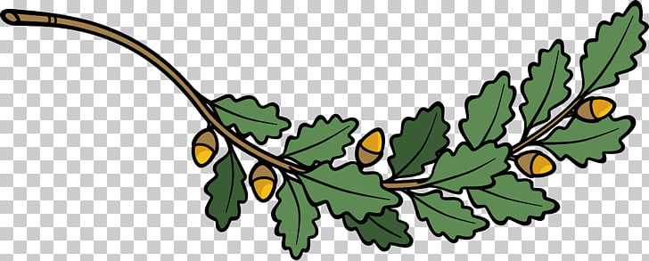 728x293 tree acorn drawing branches png clipart free cliparts uihere - Acorn Drawing