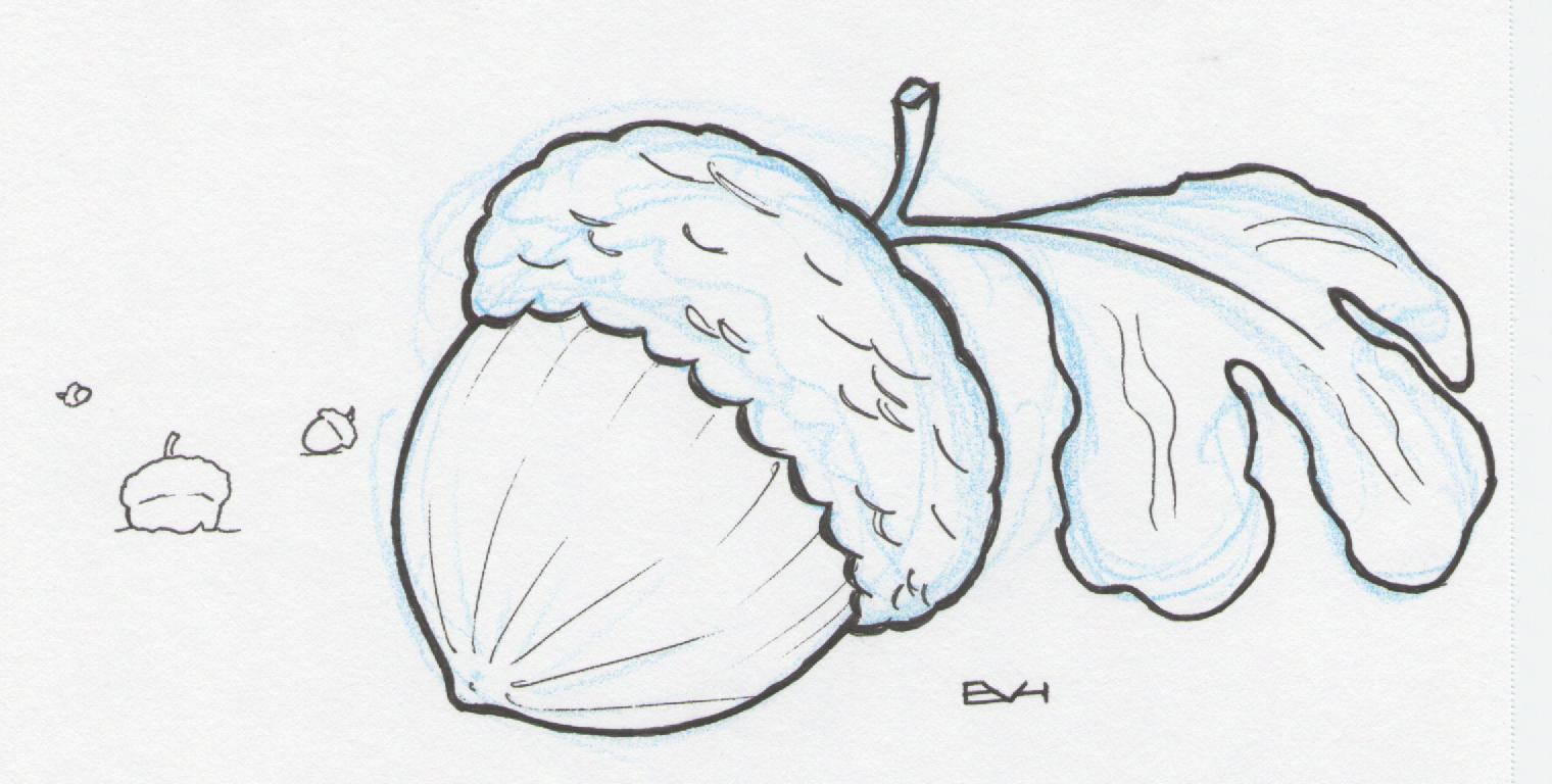 1520x768 acorn drawing - Acorn Drawing