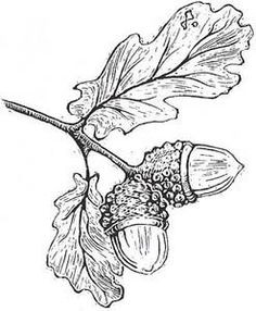 236x286 acorn drawing beautiful drawing of a small oak tree branch - Acorn Drawing