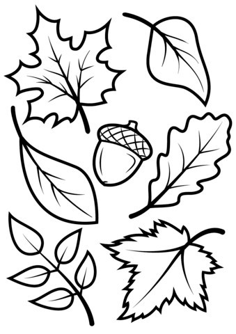 339x480 acorn drawing lovely best fall leaves drawing - Acorn Drawing