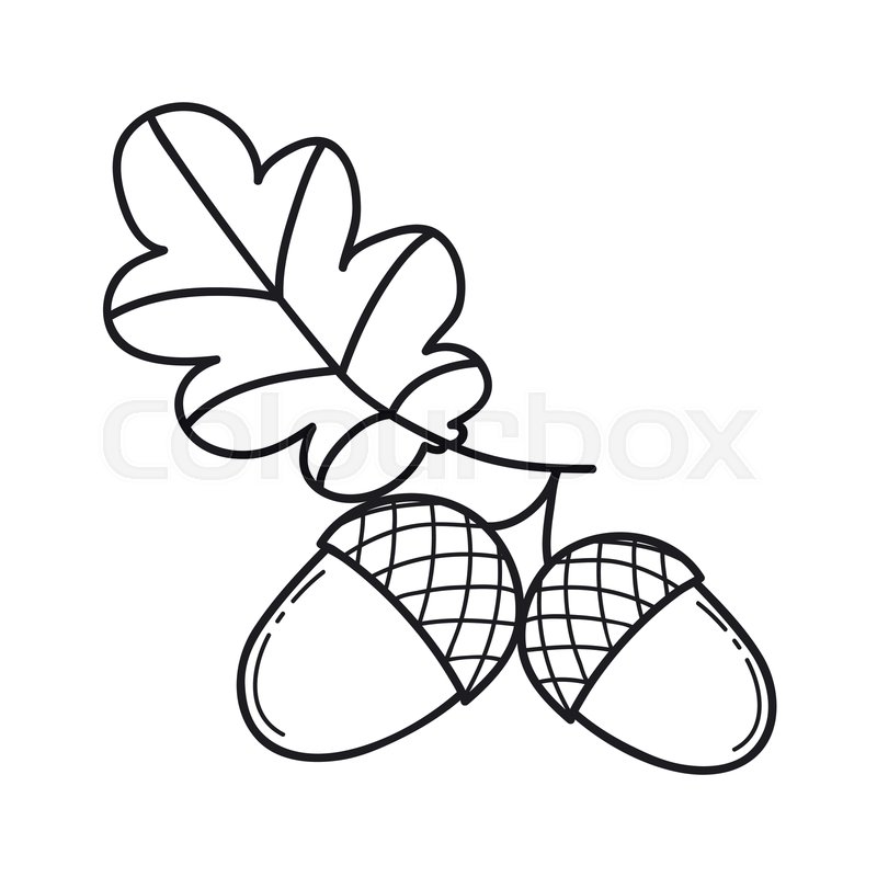 800x800 Acorns With Leaf Line Art Stock Vector Colourbox - Acorn Line Drawing
