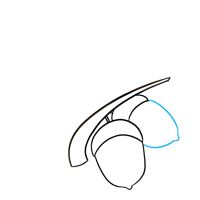 680x678 How To Draw Acorns - Acorn Line Drawing