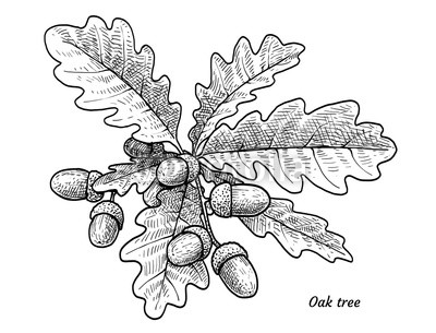 400x305 Oak Tree With Acorns Illustration, Drawing, Engraving, Ink, Line - Acorn Line Drawing
