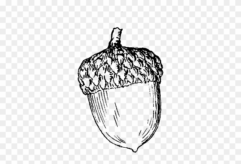 broken acorn drawing