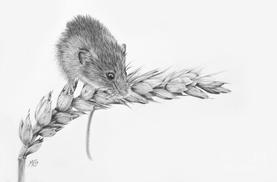 900x592 The Acrobat - Acrobat Drawing