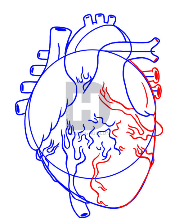 577x720 how to draw a human heart, step - Actual Heart Drawing