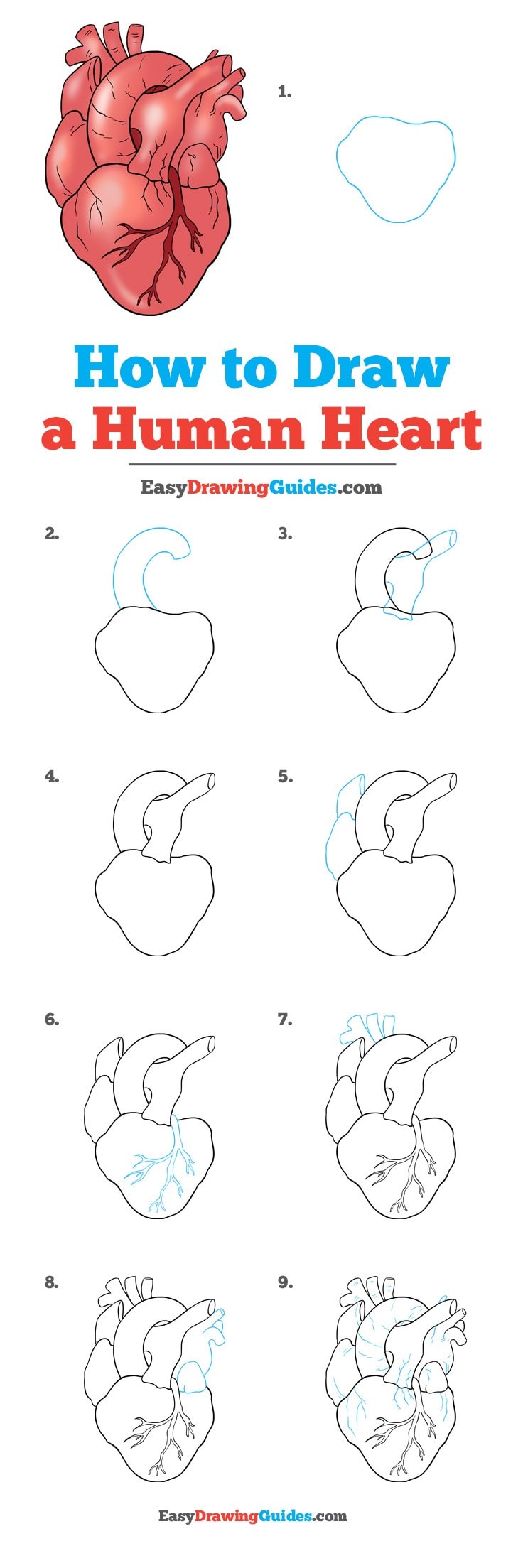 736x2176 how to draw a human heart - Actual Heart Drawing