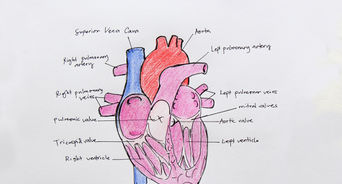 342x184 how to draw a human heart steps - Actual Heart Drawing