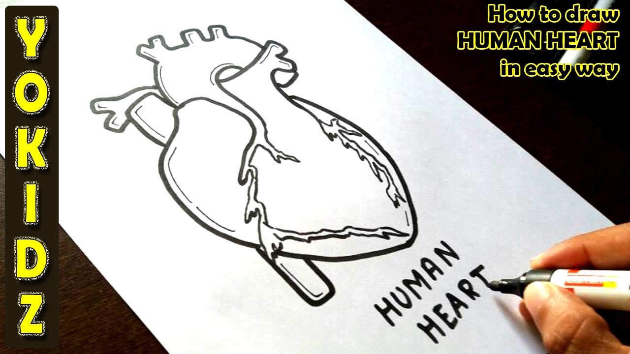 1280x720 how to draw human heart in easy way - Actual Heart Drawing