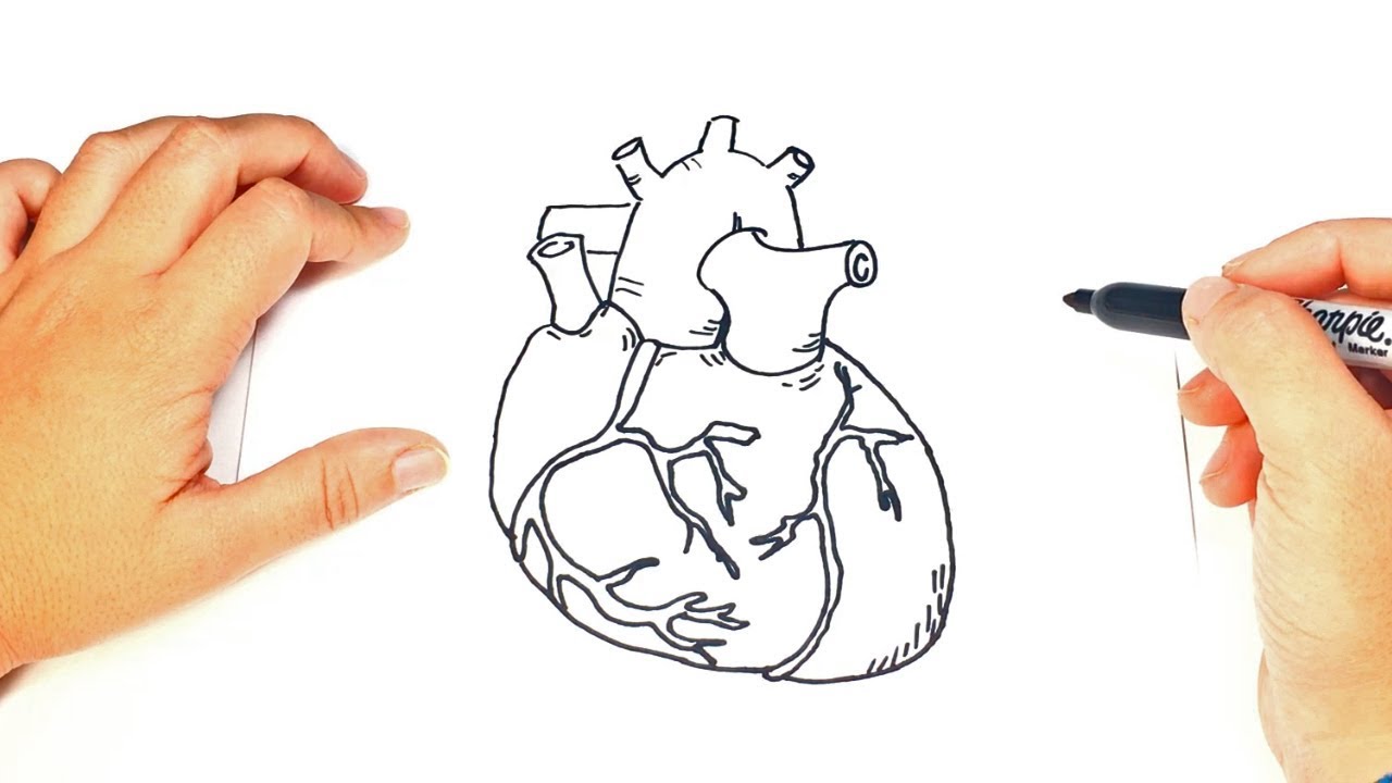 1280x720 how to draw a human heart step - Actual Heart Drawing