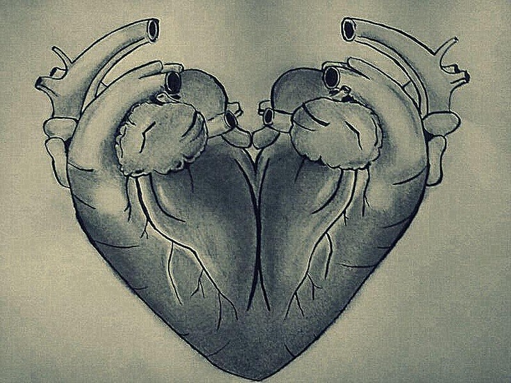736x552 awesome stuff ever wonder why a drawing of a heart doesn't look - Actual Heart Drawing