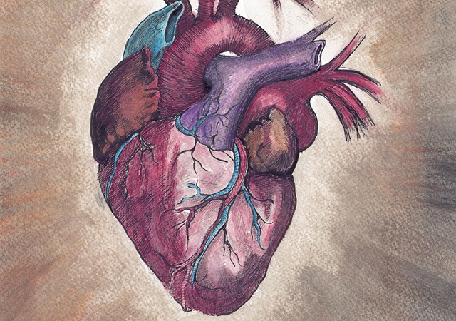 Actual Heart Drawing at PaintingValley.com | Explore collection of ...