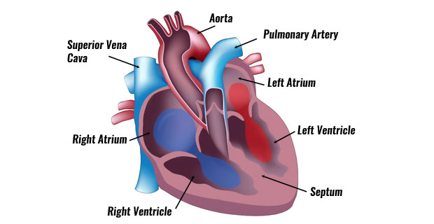 620x320 the human heart anatomy of the heart and heart diagram - Actual Heart Drawing
