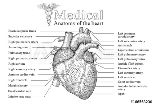 500x341 actual heart veins drawing - Actual Heart Drawing