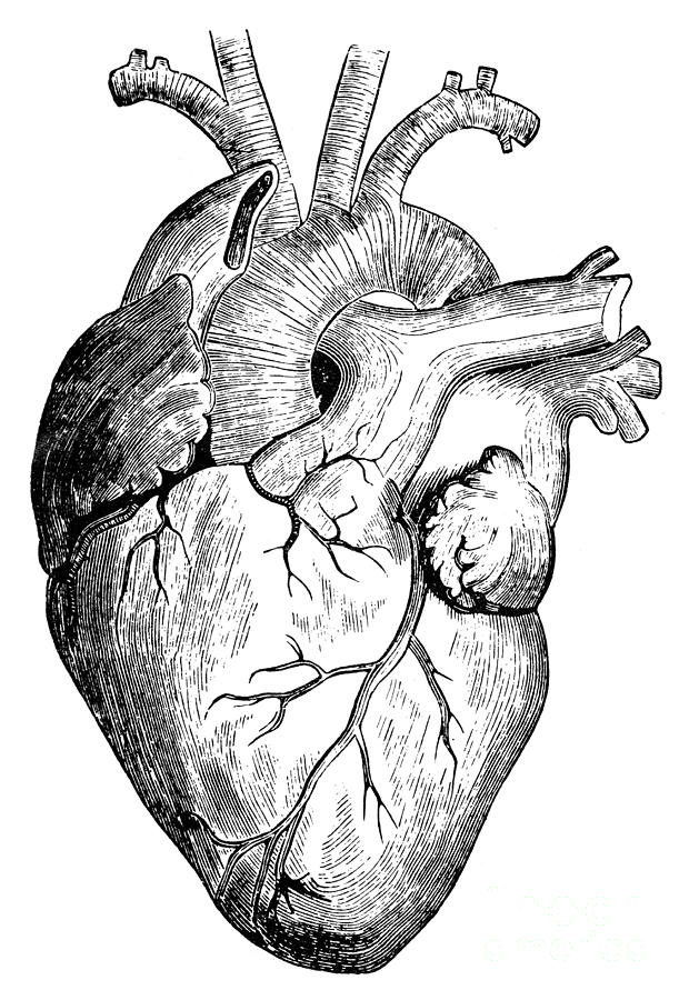 620x900 actual human heart drawing - Actual Heart Drawing