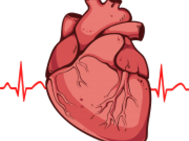640x480 actual heart download - Actual Heart Drawing