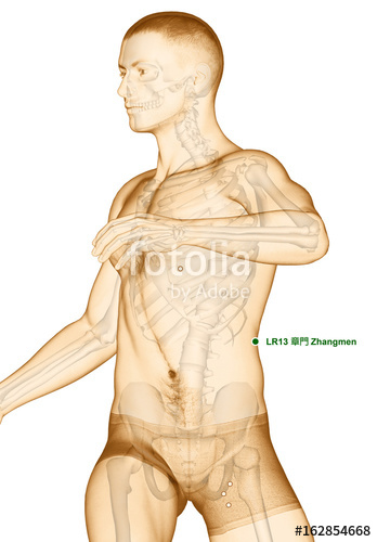 348x500 Drawing Acupuncture Point Zhangmen, Illustration Stock - Acupuncture Drawing