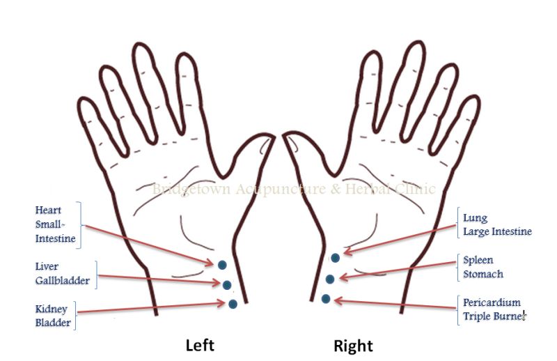 800x518 how pulse diagnosis works transformational acupuncture - Acupuncture Drawing