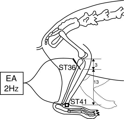 437x417 Schematic Drawing Of Electro Acupuncture - Acupuncture Drawing