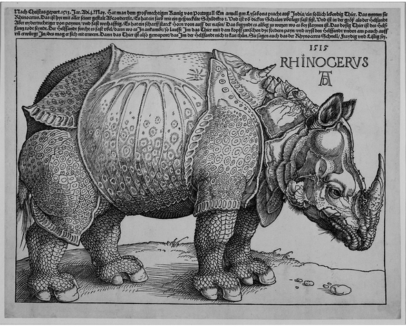 588x473 albrecht rhinoceros, a drawing and woodcut germany, ad - Ad Drawing