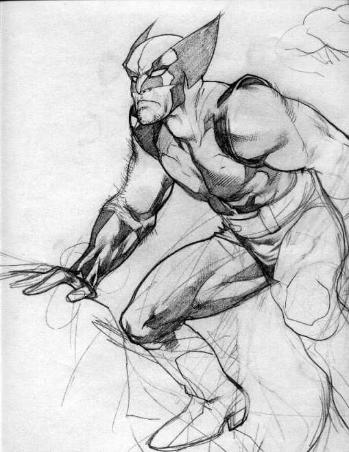 509x660 Wolverine - Adam Hughes Drawing