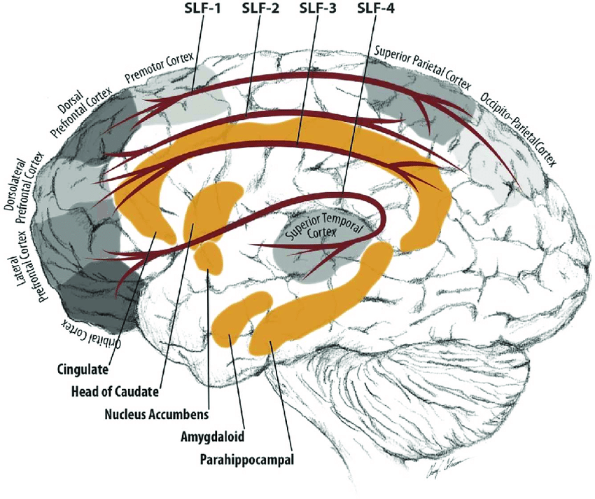 850x712 brain circuitry associated with adhd download scientific diagram - Adhd Drawing