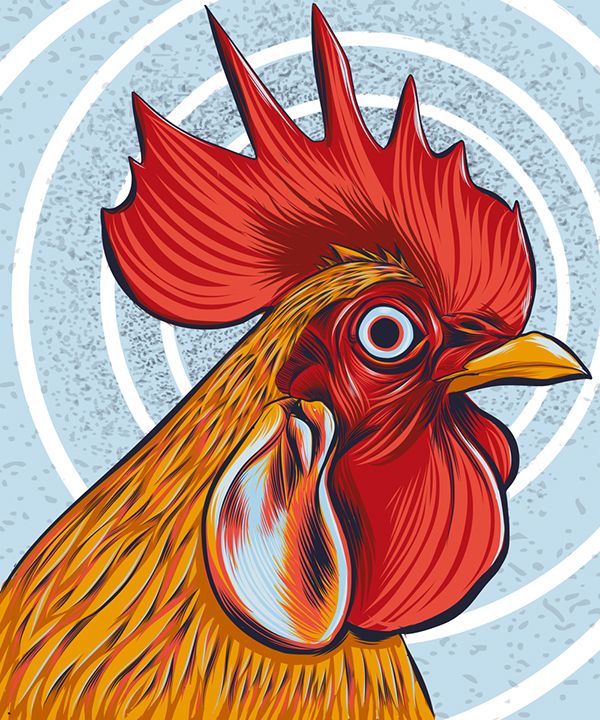 600x720 hypno rooster vector drawing on adobe illustrator draw my new - Adobe Illustrator Drawing